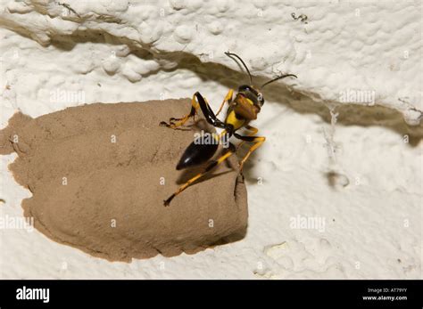 Wasp, Yellow Jacket Wasp, mud nest or paper nest A nest cell of the ...