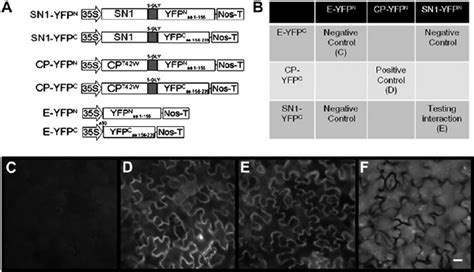 Sn Self Interacted In Vivo By Bifc A Schematic Representation Of The