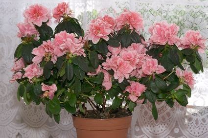 Anisti Ibuno Flowers : Dwarf Azaleas