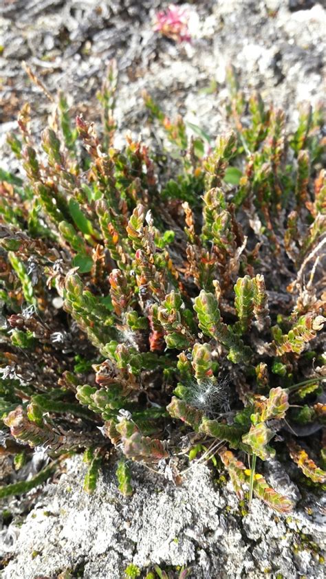 Arctic Bell Heather From Sermersooq Gl On August 21 2018 At 0411 Pm