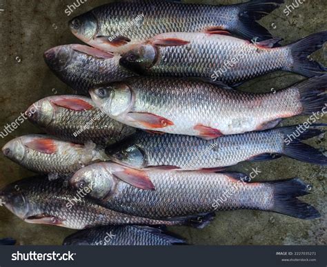 145 Catla Fish Dinner Images, Stock Photos & Vectors | Shutterstock