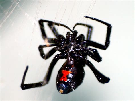 Deadly Hourglass Black Widow Spider