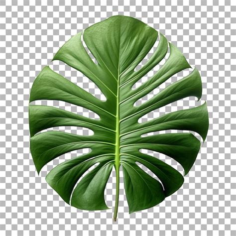 Hoja De Monstera Sobre Un Fondo Transparente Archivo PSD Premium