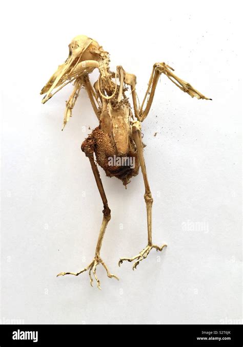 Black bird skeleton Stock Photo - Alamy