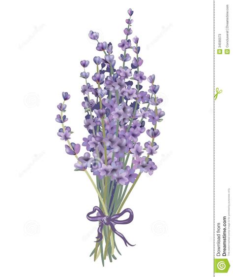 Lavender Bunch Clipart Clipground