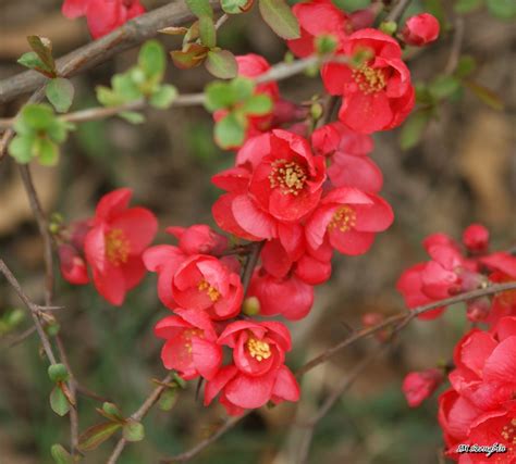 Japanese Quince Japanese Quince Seongbin Im Flickr