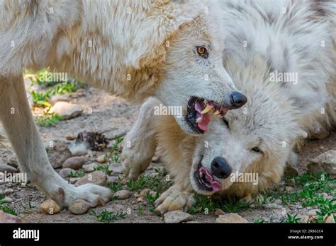 Two Arctic Wolves Canis Lupus Arctos Dominant Pack Member Showing