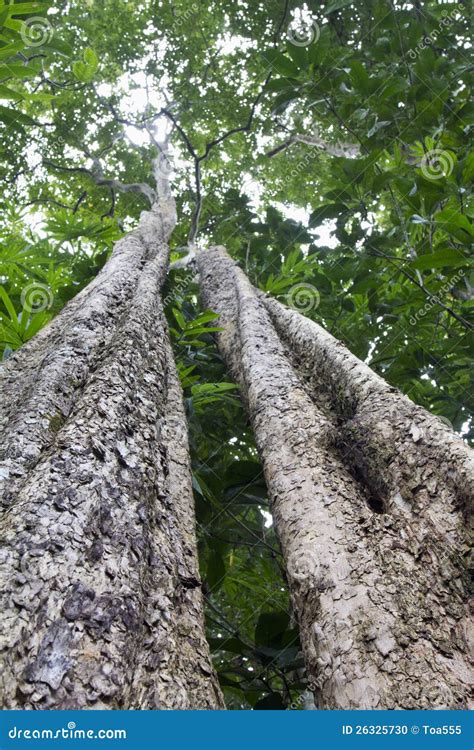 Tropical Rainforest Tree Stock Photo - Image: 26325730