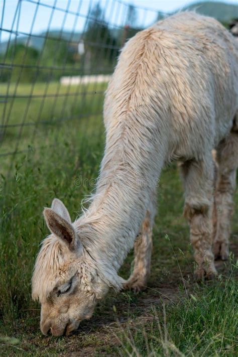 A White Alpaca Feeding in a Pasture Stock Photo - Image of farm, black: 119733760