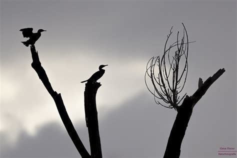 Kormorane Great Cormorant Phalacrocorax Carbo Klaus Eisner Flickr