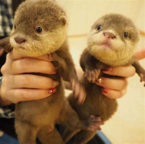 Interesting Facts and Adorable Photos of Baby otters that will Melt your Heart