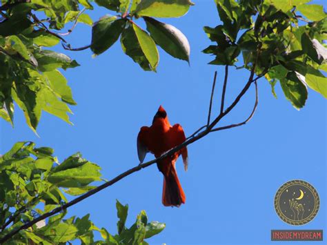 Red Cardinal Dream Meaning: Symbolism and Interpretation