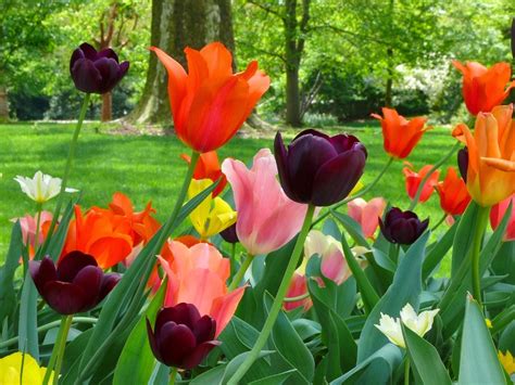 Flower Homes: Tulip Flowers