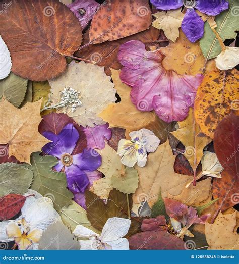 Dried Plants Leaves And Flowers Herbarium Vintage Background Stock