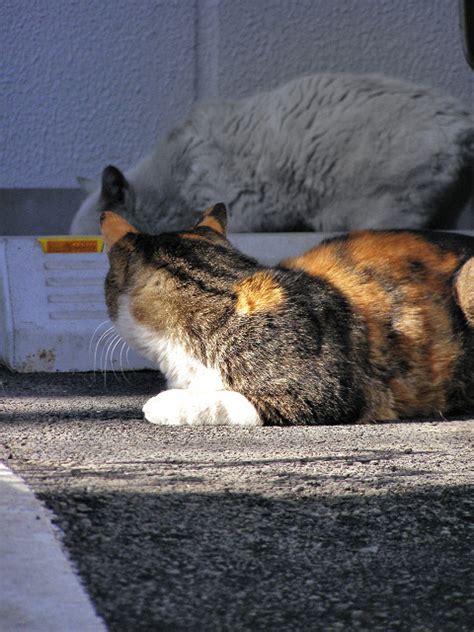 見ている隙に 町猫 旅猫 猫は何処にでもいるよ