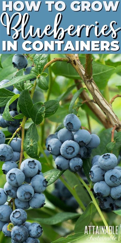 How To Grow Blueberries Artofit