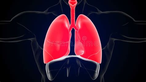 Human Lungs Breathing Movement of Inspiration and Expiration Diaphragm ...