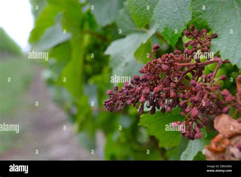 Withered Dead Pinot Noir Red Grapes On The Vine At An Australian