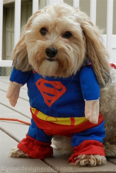 Super Sadie! - YourDesignerDog | Superman halloween costume, Halloween ...