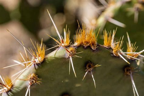 What Are Cactus Glochid Spines Gardener’s Path