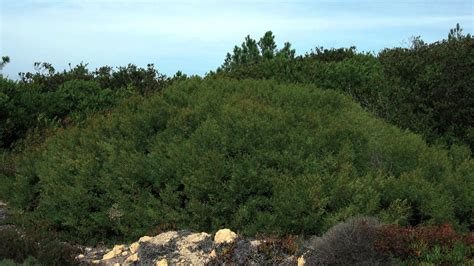 Acacia cyclops | Invasive plant species in Portugal