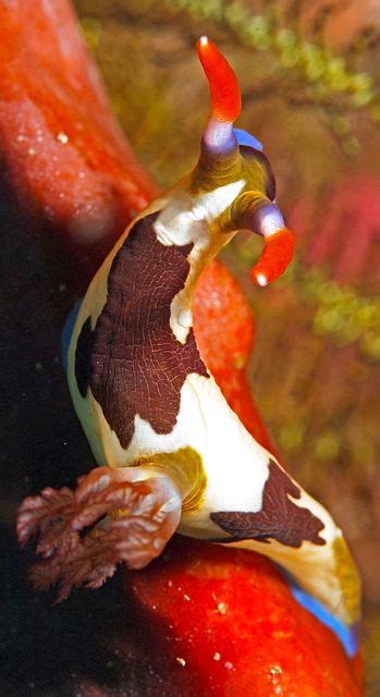 ˚nudibranch Nembrotha Purpureolineata Beautiful Sea Creatures Sea