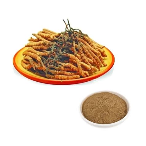 Herb Polysaccharide Cordyceps Sinensis Militaris Extract Powder