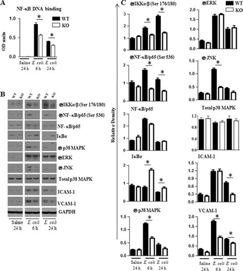 Activation Of Nf B And Mapks And Upregulation Of Icam And Vcam In