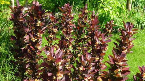 How To Grow And Care For Barberry Bush Complete Guide