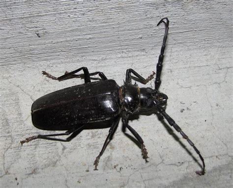 Palo Verde Beetle – Identification, Life Cycle, Facts & Pictures