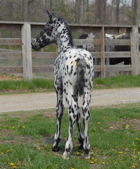 1000+ images about Appaloosas And Appaloosa Colored Horses on Pinterest ...