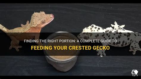 Finding The Right Portion A Complete Guide To Feeding Your Crested