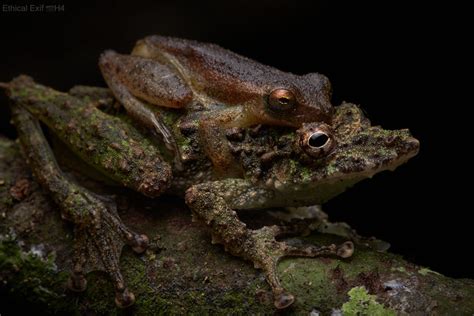 Mating Confusion With A Female Fringe Lipped Tree Frog Sinax Garbei