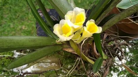 Guida Completa Alla Coltivazione Dell Orquidea Rodriguezia Giardino Del