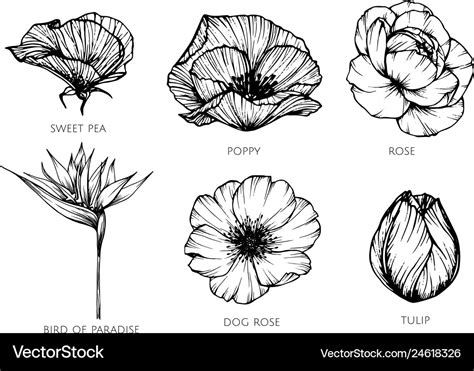 Collection Set Of Flower Drawing Royalty Free Vector Image