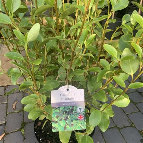 Griselinia Littoralis 75ltr Pot Eden Park Garden Centre