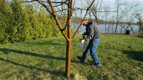 Homemade Apple Tree Spray Farm Girl Fresh