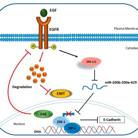 Proposed Mechanism Of Er Mediated Inhibition Of Emt Via Egfr