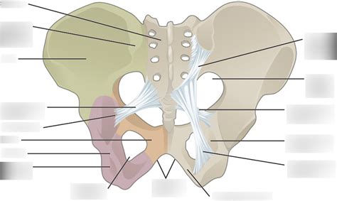 Osteology Of The Pelvic Girdle Diagram Quizlet