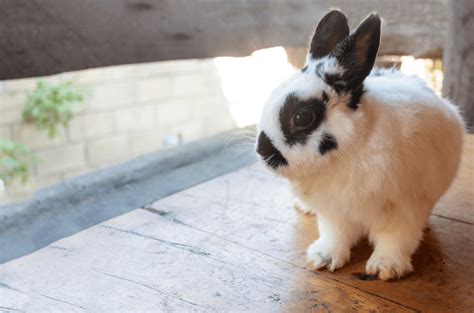 Netherland Dwarf Rabbit - Top Facts & Breed Guide