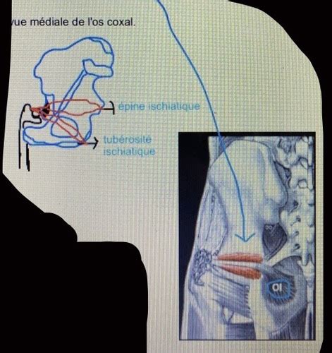 Images Anatomie Flashcards Quizlet