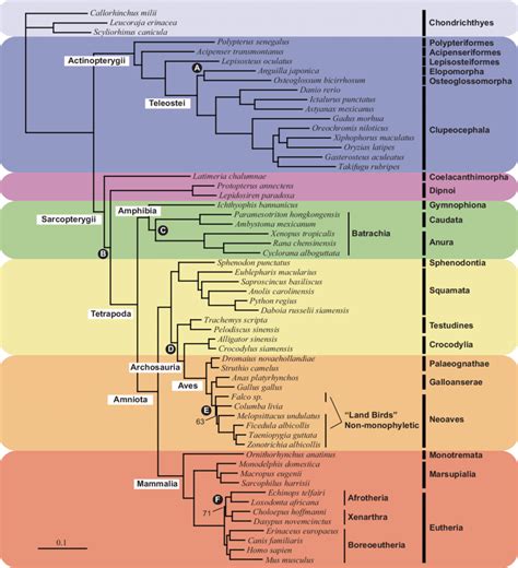 Phylogenomic Relationships Of Major Jawed Vertebrate Lineages RAxML