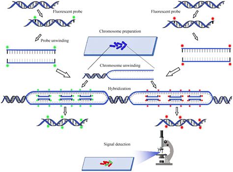 新型寡聚核苷酸荧光原位杂交：发展与应用
