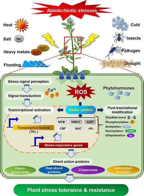 Frontiers The Physiological Functions Of Universal Stress Proteins