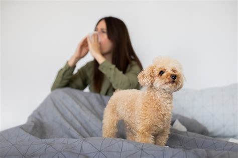 Aprende a tomar la temperatura de tu perro sin termómetro Descubre