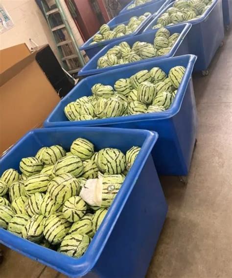 5 Million Worth Of Meth Disguised As Watermelons Found At California