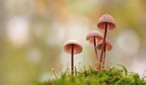 Premium Photo Close Up Of Mushrooms Growing Outdoors