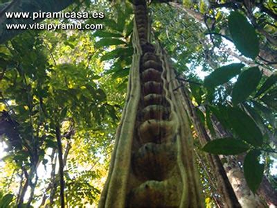 TRAMPA PARA MOSQUITOS Y OTROS INSECTOS CASERA Y EFECTIVA