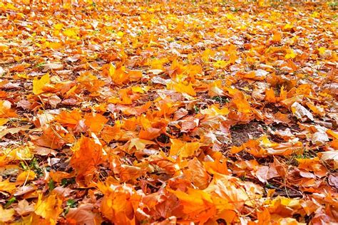 Orange Leaves In Autumn Park Fall Seasonal Background And Picture For ...