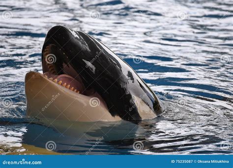 Blue Whale Tongue Size